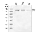 Anti-STAT2 Antibody Picoband®