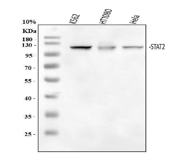 Anti-STAT2 Antibody Picoband®