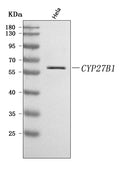 Anti-CYP27B1 Antibody Picoband®