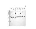Anti-VAPB Antibody Picoband®