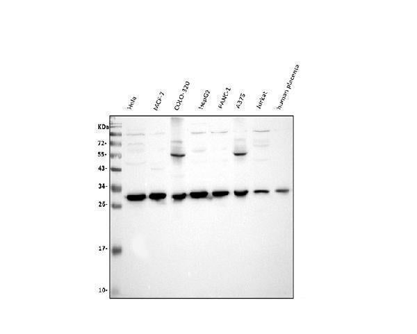 Anti-VAPB Antibody Picoband®