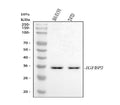 Anti-IGFBP2 Antibody Picoband®