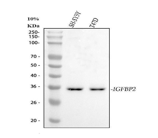 Anti-IGFBP2 Antibody Picoband®