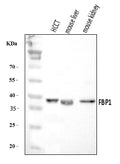 Anti-FBP1 Antibody Picoband®