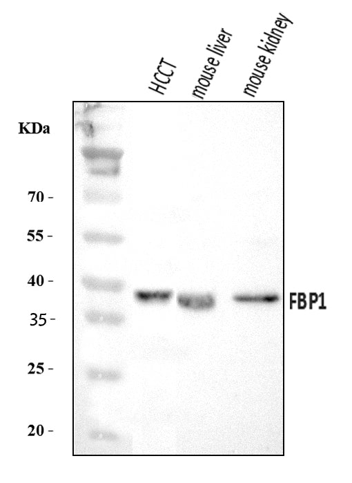Anti-FBP1 Antibody Picoband®