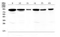Anti-Periostin/Postn Antibody Picoband®