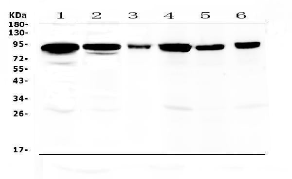 Anti-Periostin/Postn Antibody Picoband®