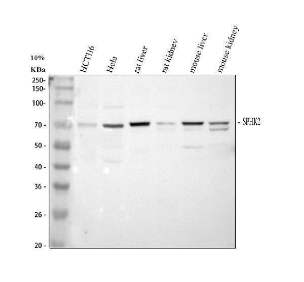 Anti-SPHK2 Antibody Picoband®
