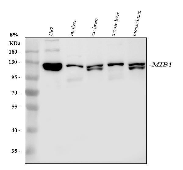 Anti-Mib1/Mindbomb Antibody Picoband®