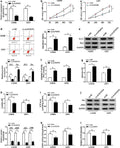 Anti-Hexokinase II/HK2 Antibody Picoband®
