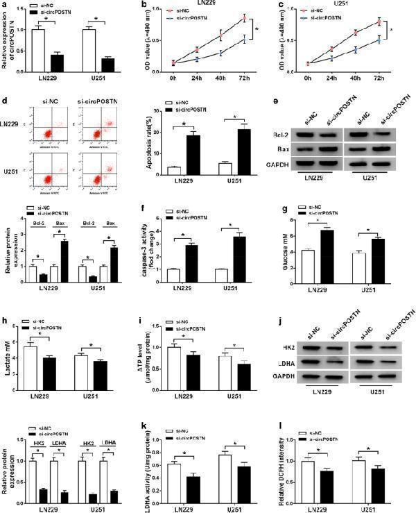 Anti-Hexokinase II/HK2 Antibody Picoband®