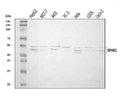 Anti-SPHK1 Antibody Picoband®