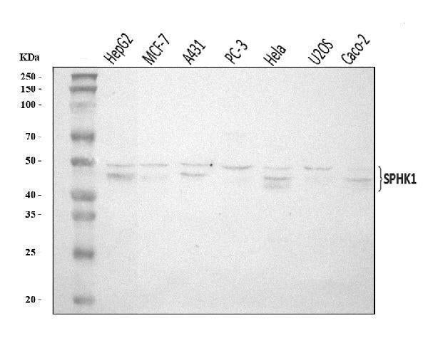 Anti-SPHK1 Antibody Picoband®