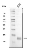 Anti-TFF1 Antibody Picoband®