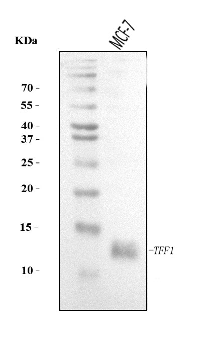 Anti-TFF1 Antibody Picoband®