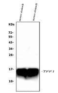 Anti-Estrogen Inducible Protein pS2/Tff1 Antibody Picoband®