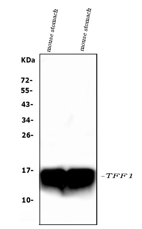 Anti-Estrogen Inducible Protein pS2/Tff1 Antibody Picoband®