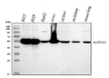 Anti-Retinal dehydrogenase 1 ALDH1A1 Antibody Picoband®