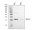 Anti-Iba1/AIF1 Antibody Picoband®
