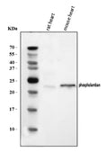 Anti-Phospholamban/PLN Antibody Picoband®