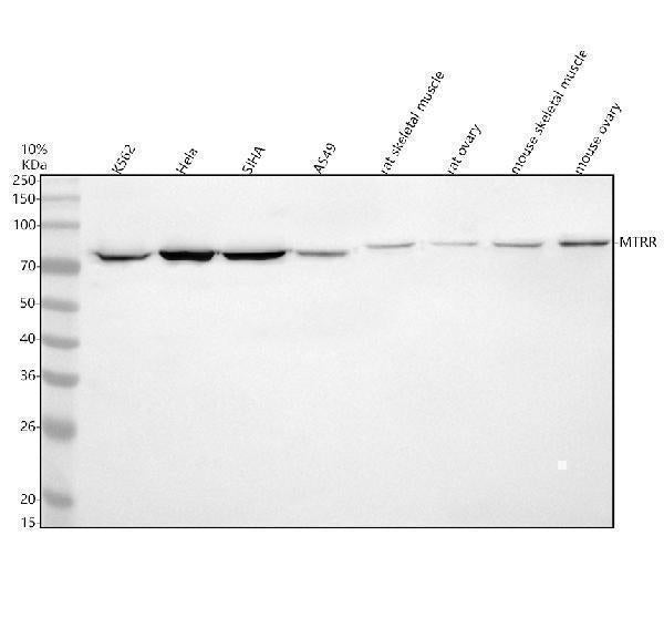 Anti-MTRR Antibody Picoband®