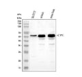 Anti-Carboxypeptidase E/CPE Antibody Picoband®
