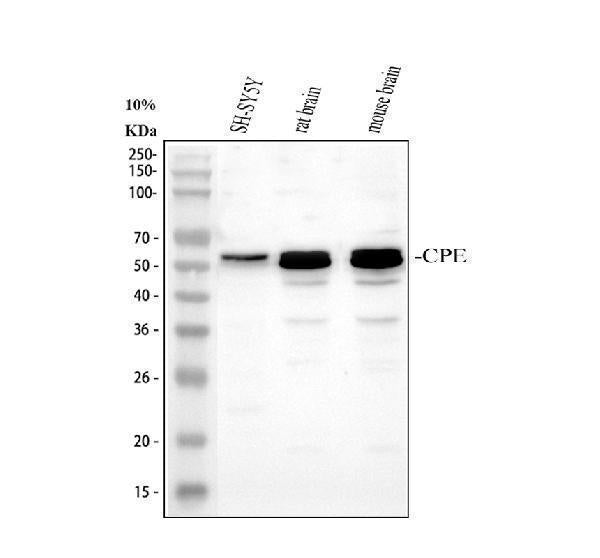 Anti-Carboxypeptidase E/CPE Antibody Picoband®