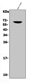 Anti-CD16/Fcgr3 Antibody Picoband®