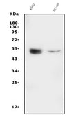 Anti-GATA2 Antibody Picoband®