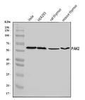 Anti-PAK2 Antibody Picoband®