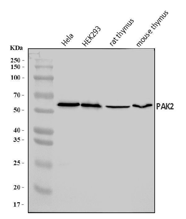 Anti-PAK2 Antibody Picoband®