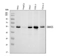 Anti-SMAD5 Antibody Picoband®