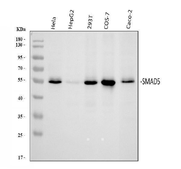 Anti-SMAD5 Antibody Picoband®