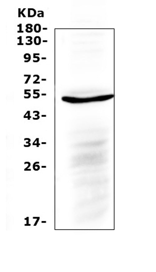 Anti-IL6R Antibody Picoband®