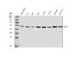 Anti-ELK1 Antibody Picoband®