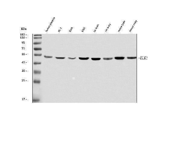 Anti-ELK1 Antibody Picoband®