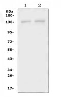 Anti-PSD Antibody Picoband®