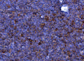 Anti-Eotaxin/Ccl11 Antibody