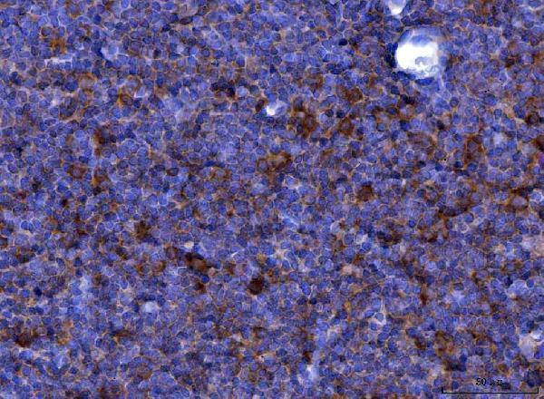 Anti-Eotaxin/Ccl11 Antibody