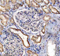 Anti-IHH Antibody Picoband®