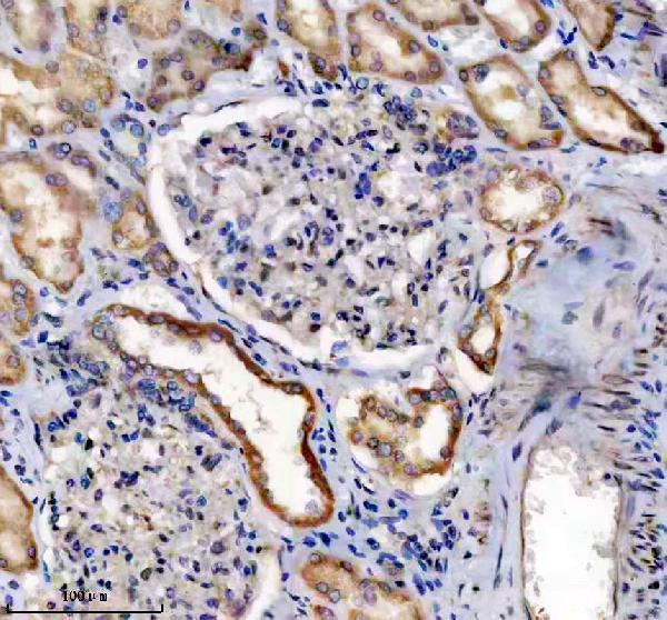 Anti-IHH Antibody Picoband®