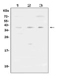 Anti-FCGR2A Antibody Picoband®