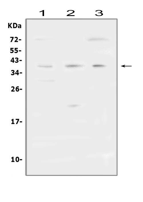 Anti-FCGR2A Antibody Picoband®