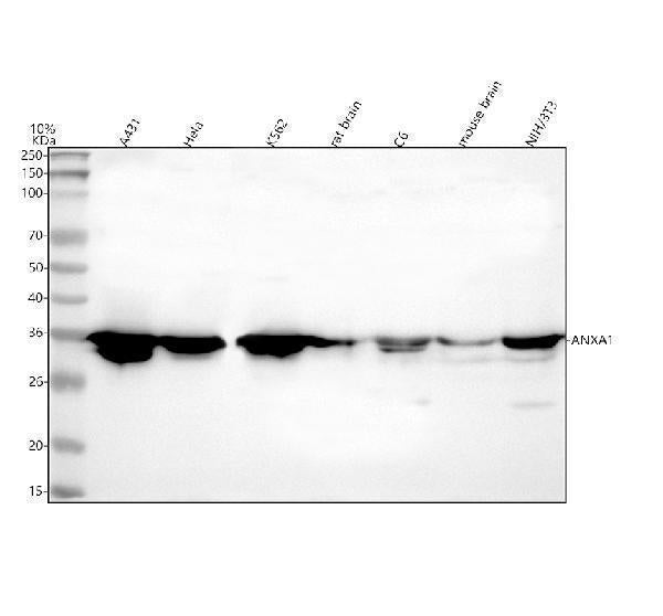 Anti-Annexin A1/ANXA1 Antibody Picoband®