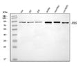 Anti-FES Antibody Picoband®