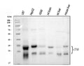 Anti-Cathepsin B/CTSB Antibody Picoband®