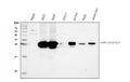 Anti-GSTA1/A2/A3/A4/A5 Antibody Picoband®
