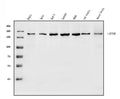 Anti-Raptor/RPTOR Antibody Picoband®