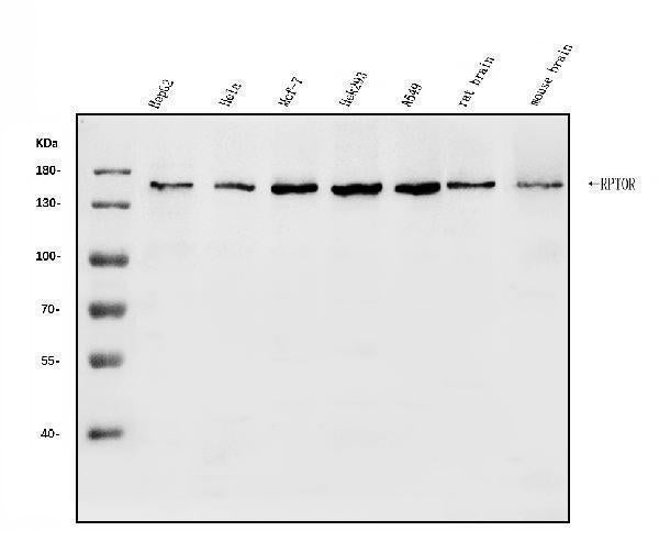Anti-Raptor/RPTOR Antibody Picoband®