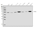Anti-ALK-1/ACVRL1 Antibody Picoband®